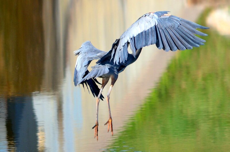 Heron in Flight — Blue