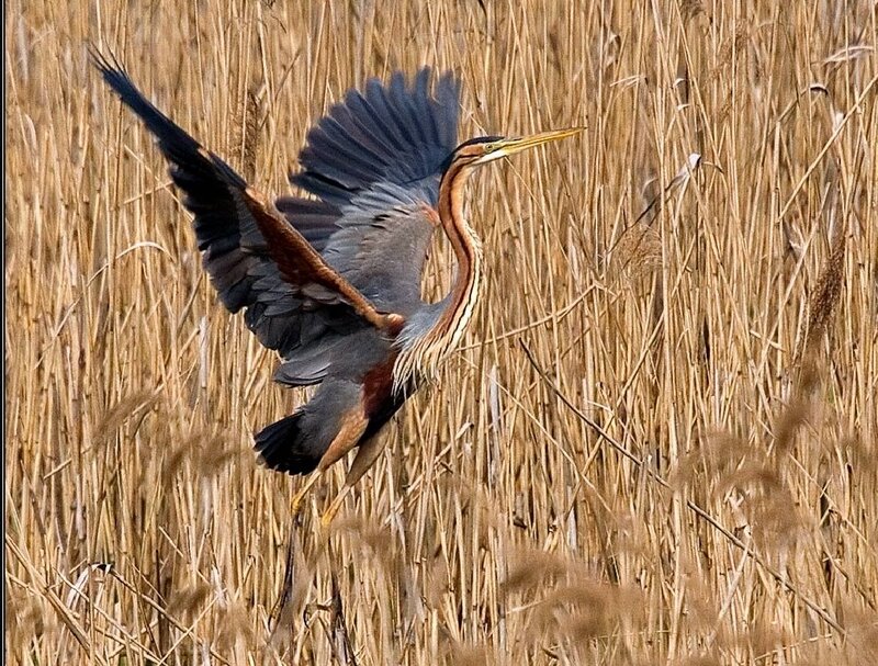 Heron in Flight — Brown