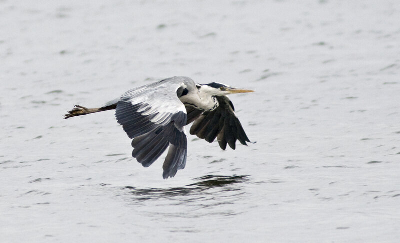 Heron in Flight — Gray, Calm