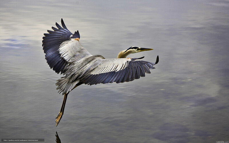 Heron in Flight — Gray, Dynamic