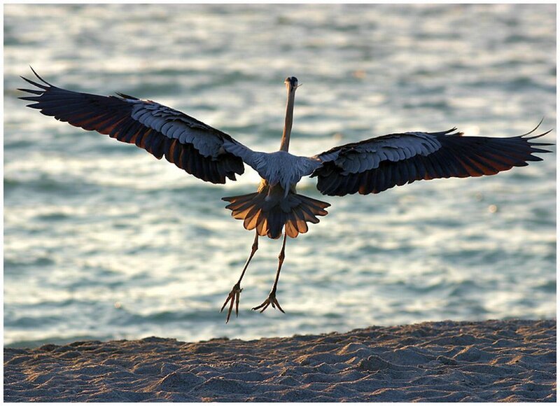 Heron in Flight — Gray