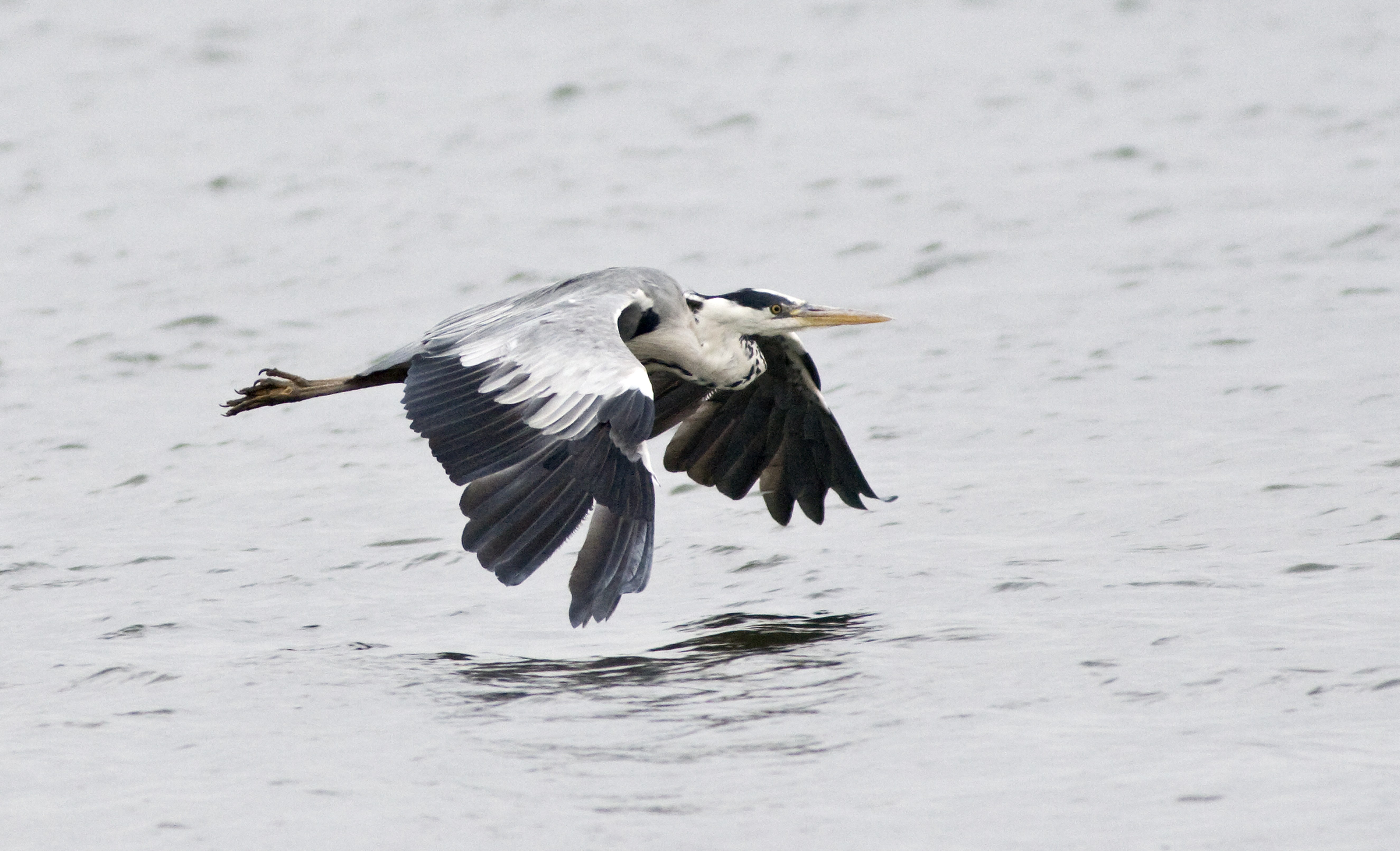 Heron in flight over water