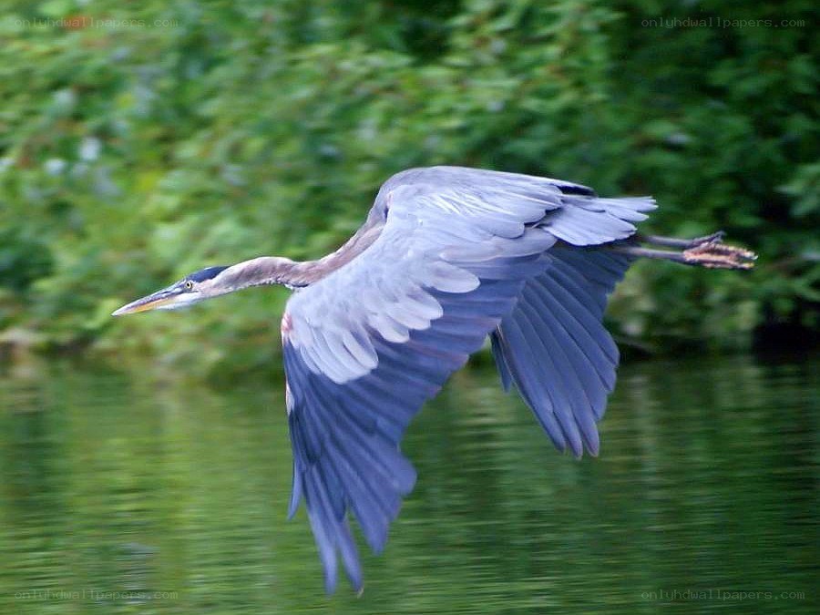 heron in flight over water