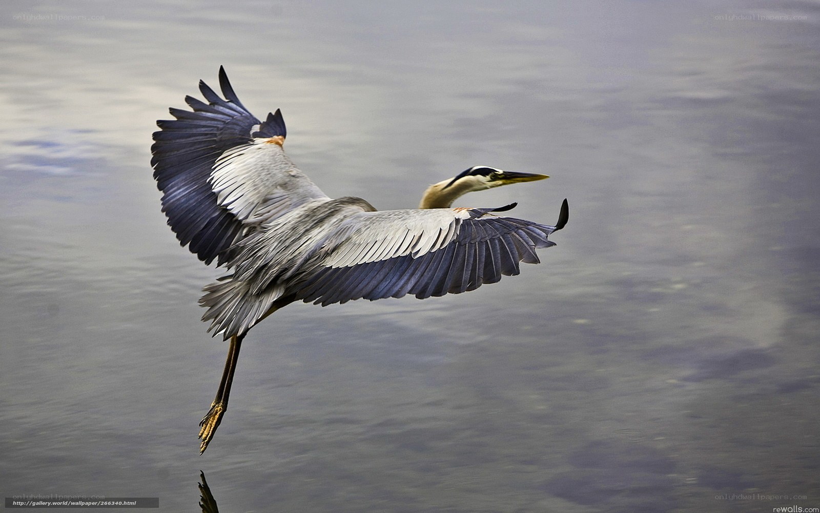 Heron in flight over water