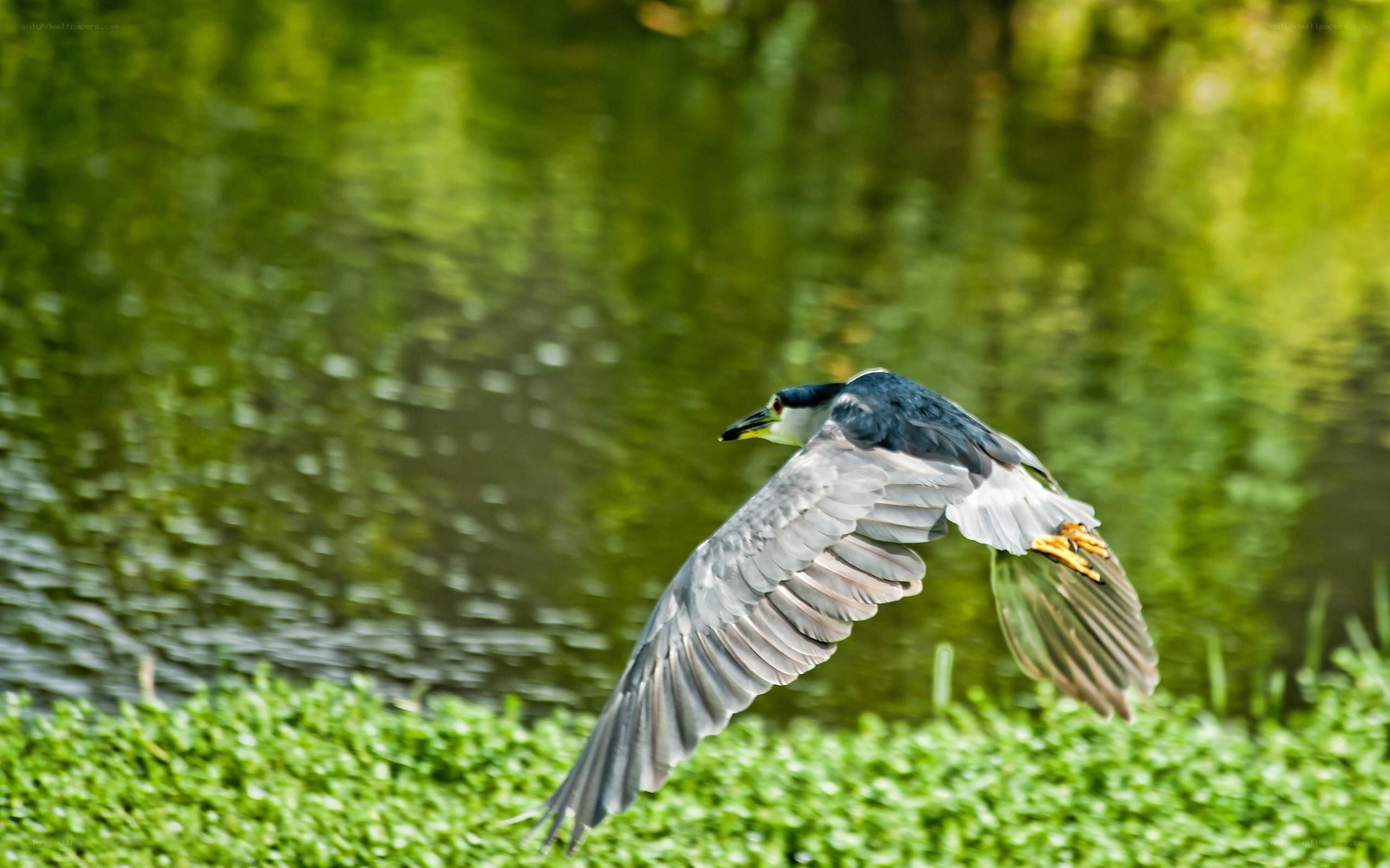 heron in flight over water