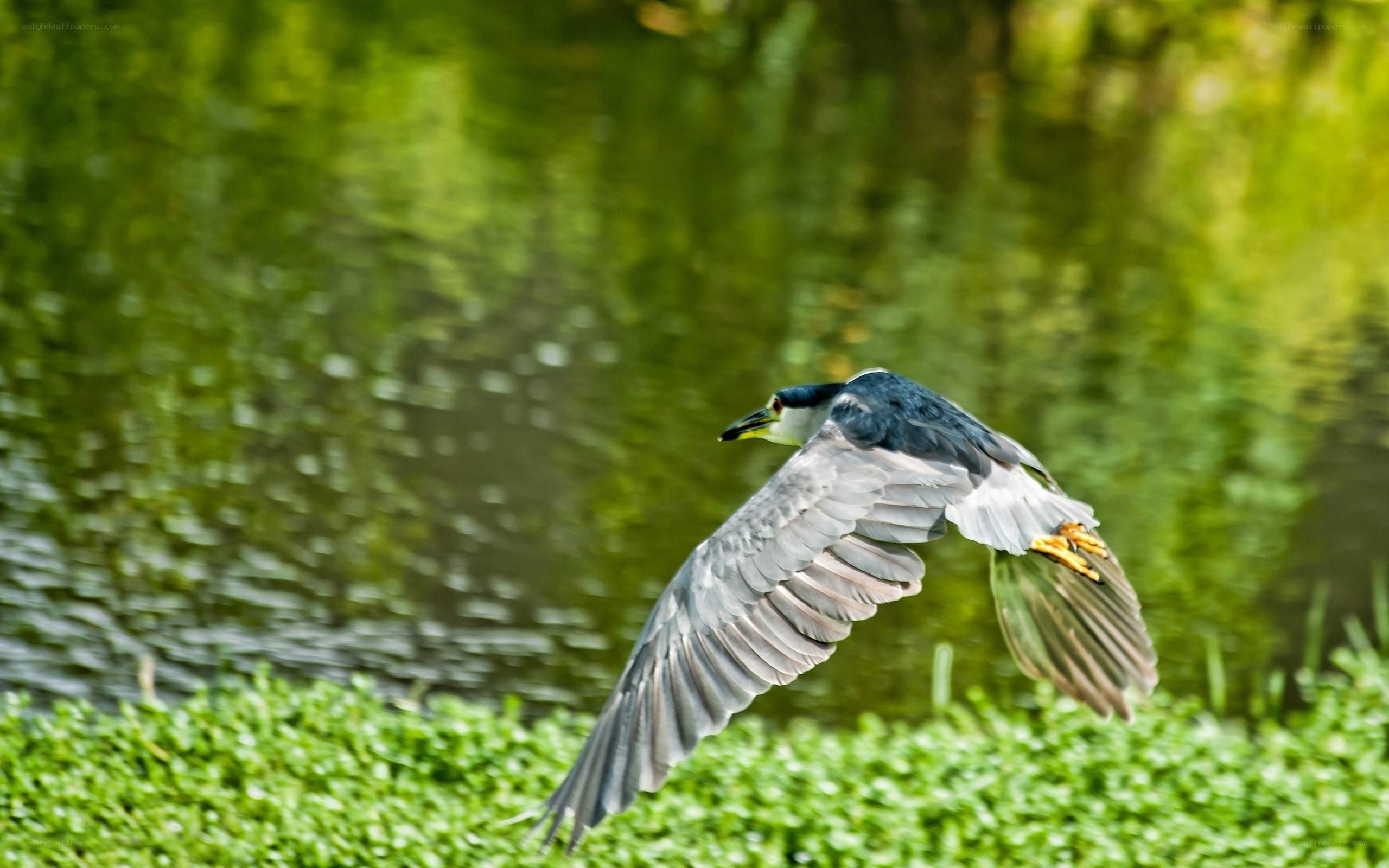 heron in flight over water