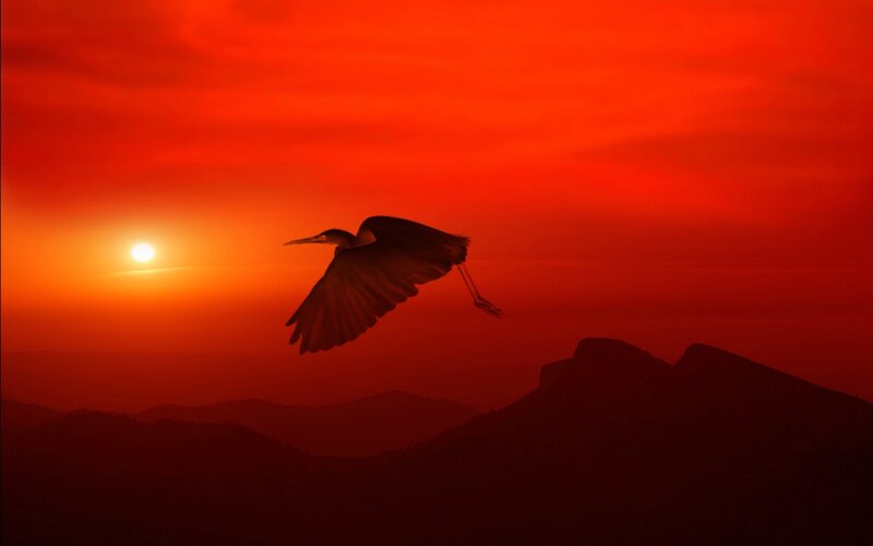 Heron in Flight — Red