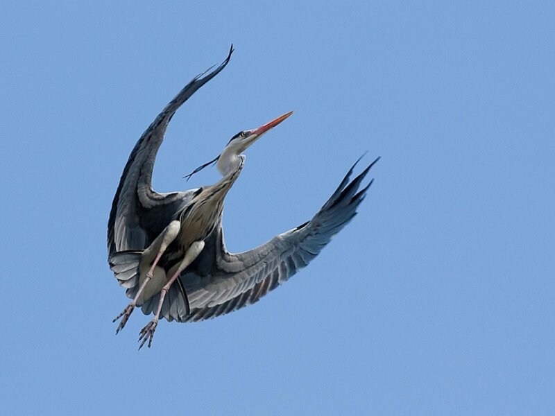 Heron in Flight