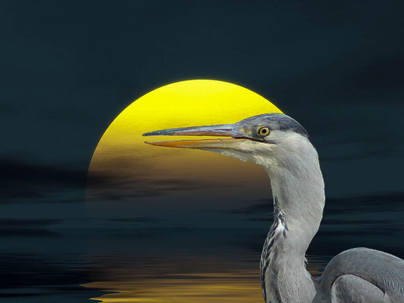 Heron in Front of Sun