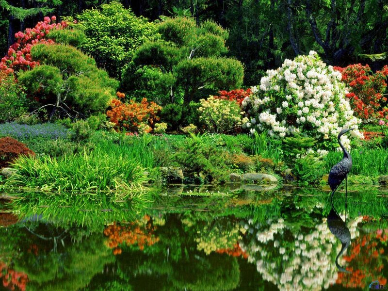 Heron in Garden Pond