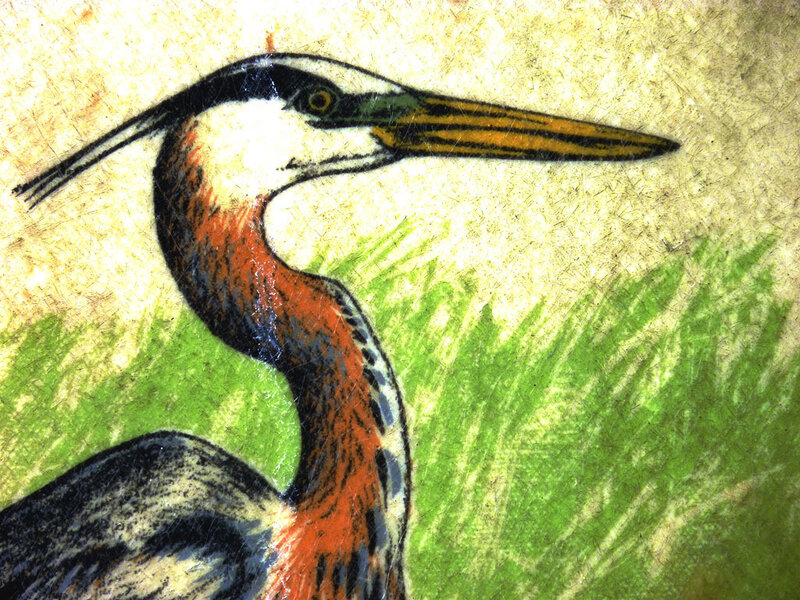 Heron in grassy field