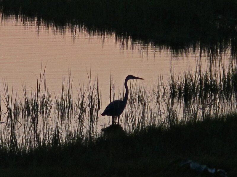 Heron in Marsh
