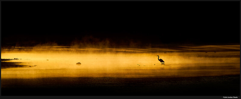 Heron in Mist — Gold