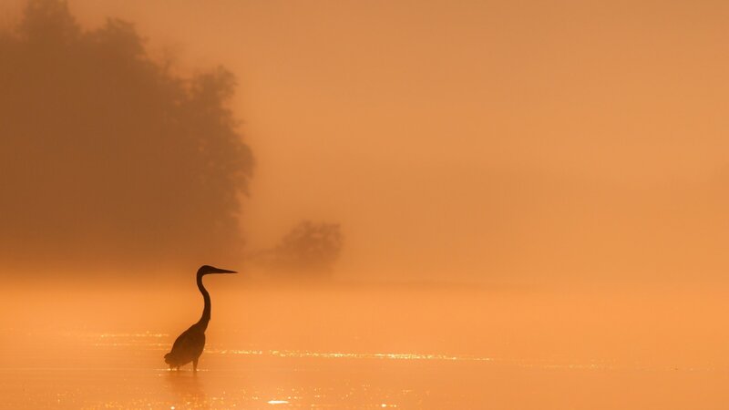 Heron in Mist