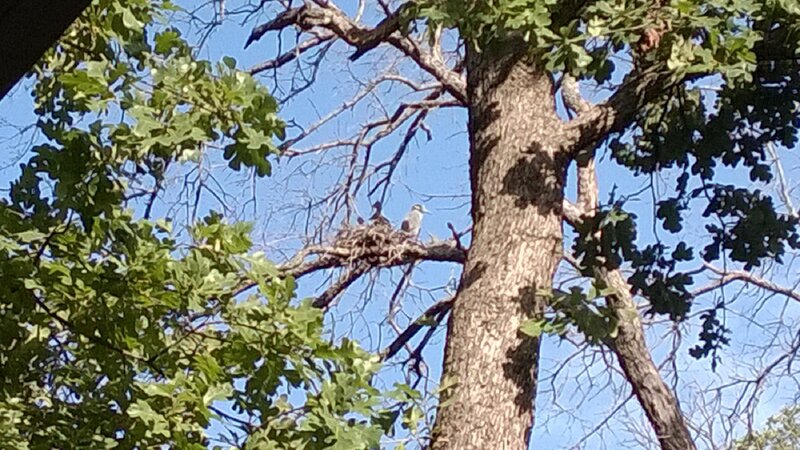 Heron in Nest