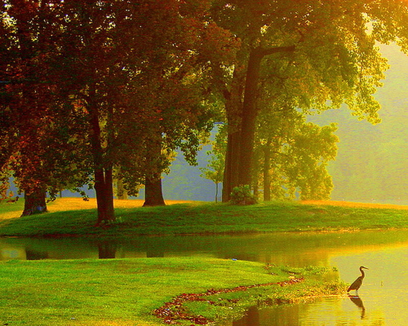 Heron in Pond