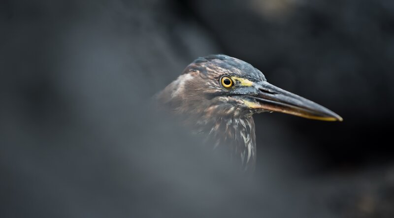 Heron in Profile