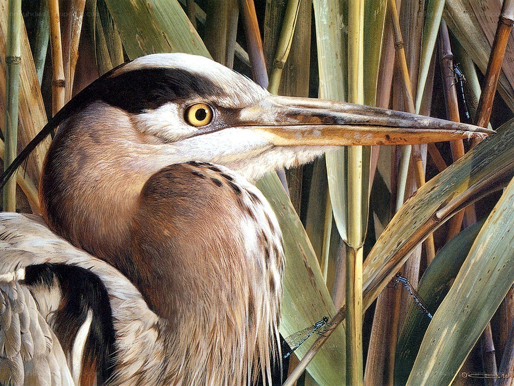 Heron in reeds