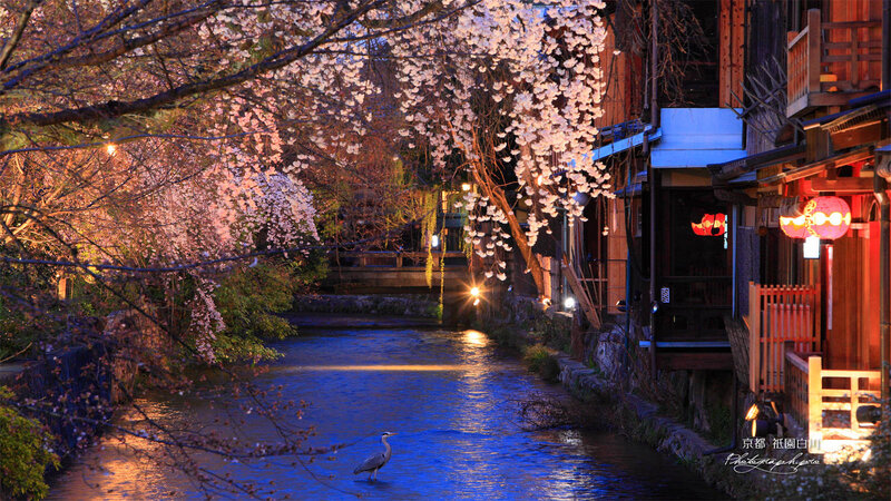 Heron in River