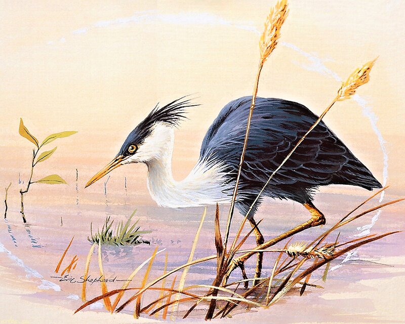 Heron in Shallow Water — Blue, Serene, Sunset