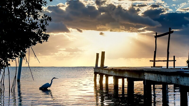 Heron in Shallow Water — Blue, Serene