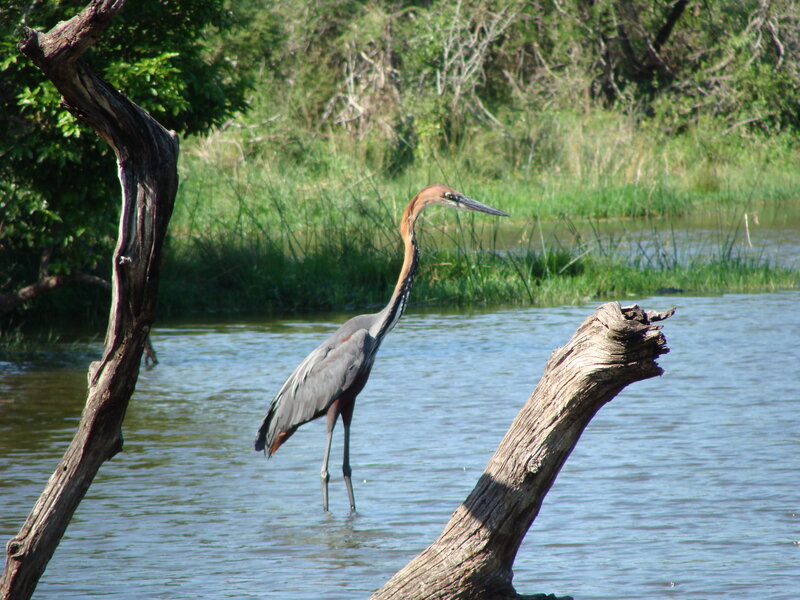 Heron in Shallow Water — Blue