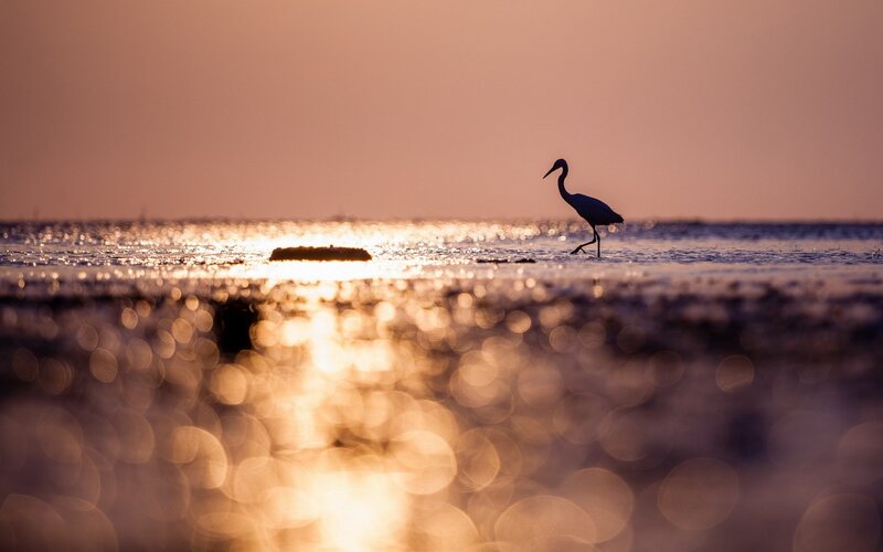 Heron in Shallow Water — Gold, Serene