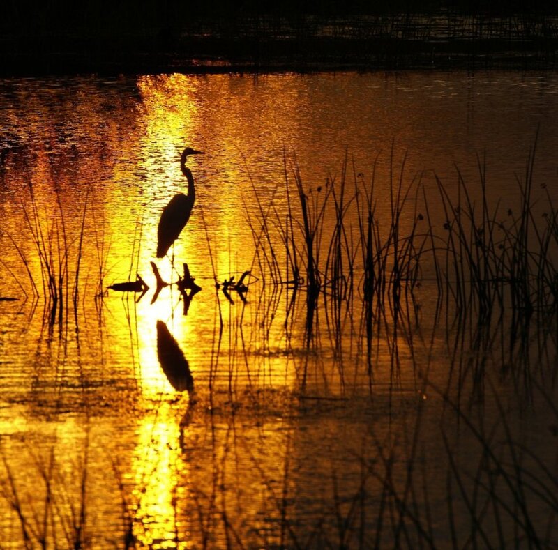 Heron in Shallow Water — Gold