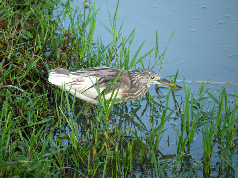 Heron in Shallow Water — Green, Calm, Morning