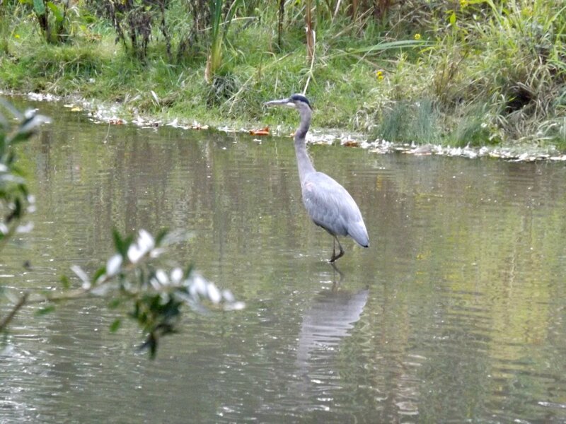 Heron in Shallow Water — Green, Calm, Photograph
