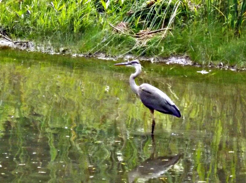 Heron in Shallow Water — Green, Calm