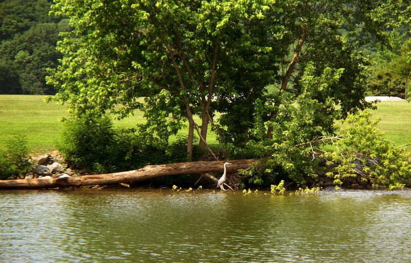 Heron in Shallow Water — Green, Serene