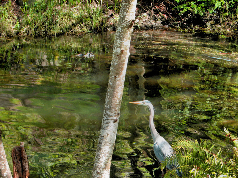 Heron in Shallow Water — Green