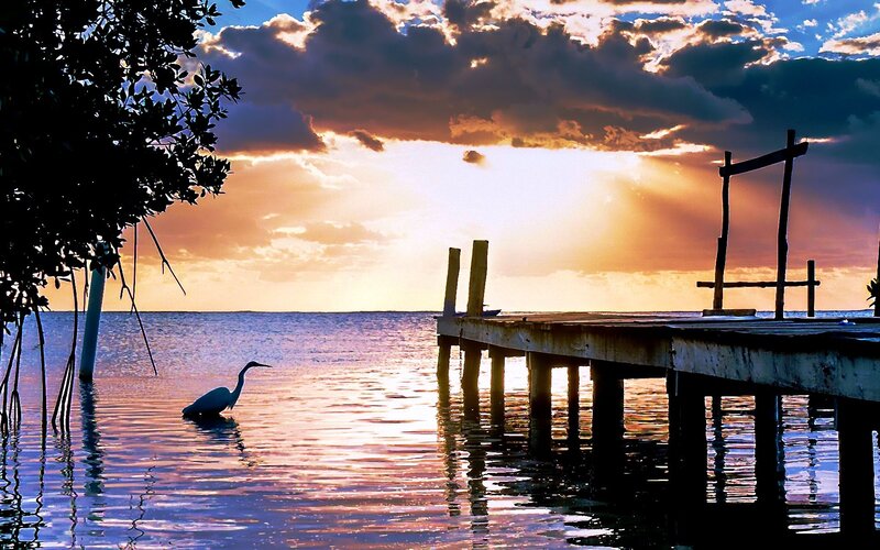 Heron in Shallow Water — Orange, Serene