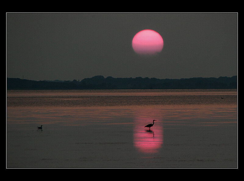 Heron in Shallow Water — Pink