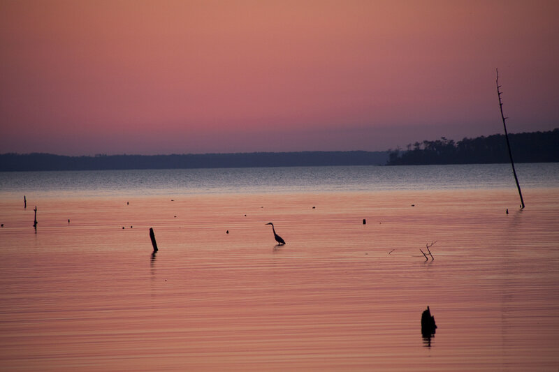 Heron in Shallow Water