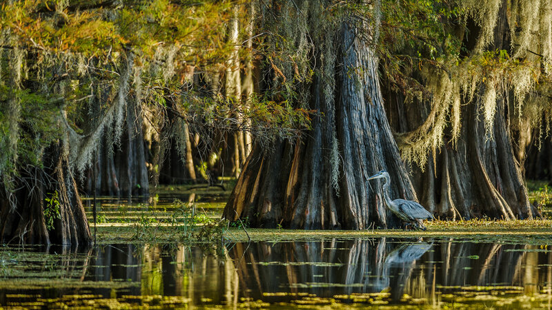 Heron in Swamp — Green, Serene