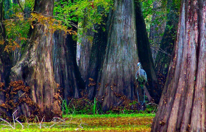 Heron in Swamp