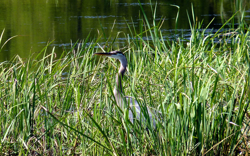 Heron in tall grass by water