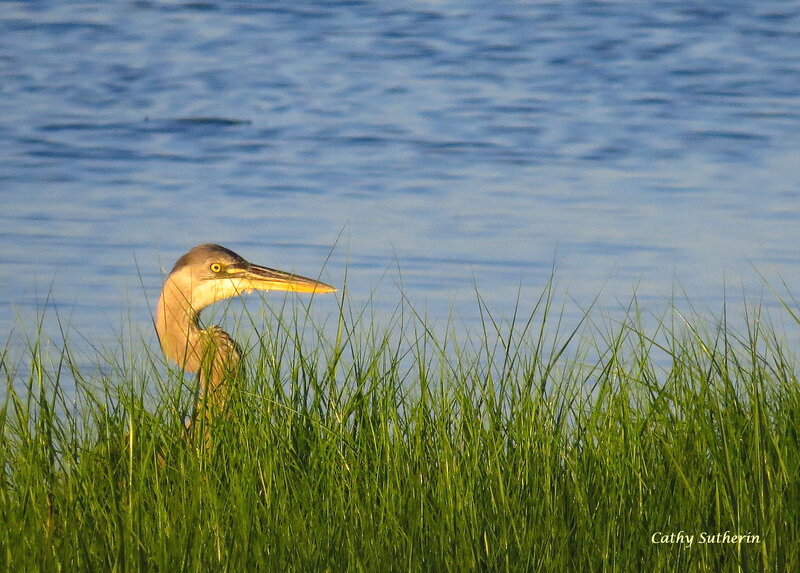 Heron in Tall Grass — Green, Serene