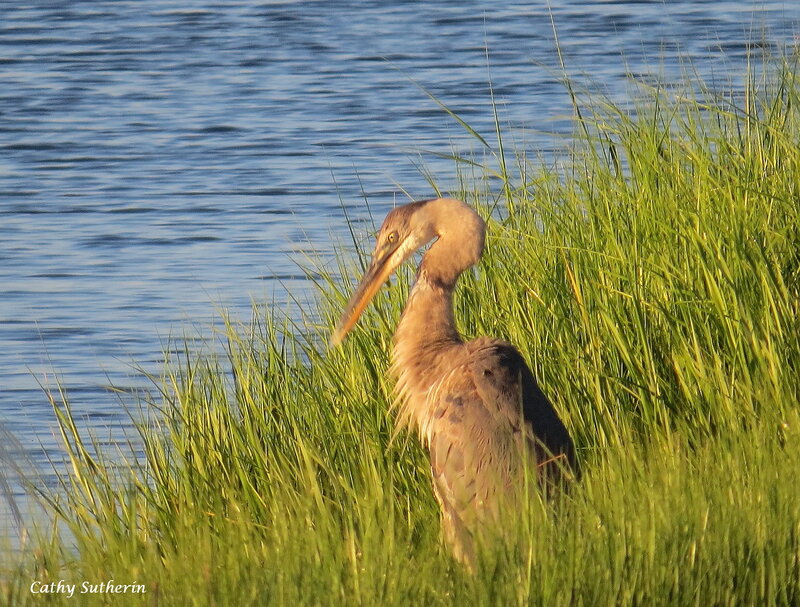 Heron in Tall Grass — Green