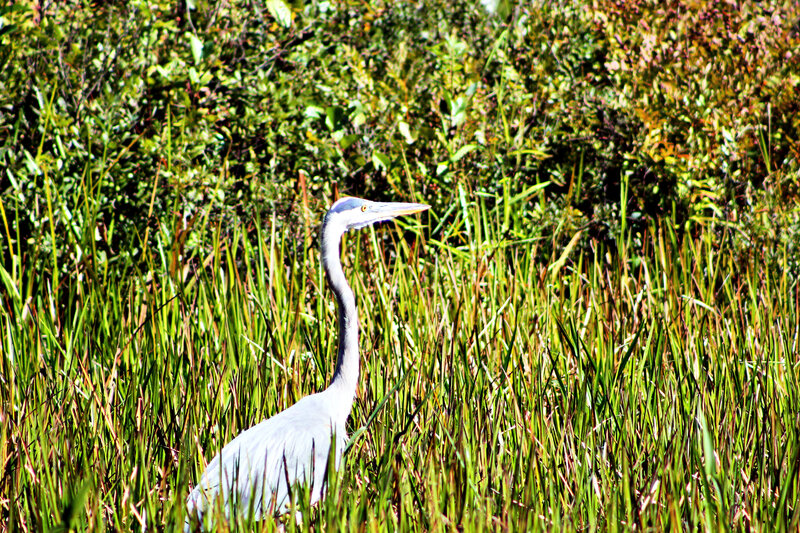 Heron in Tall Grass