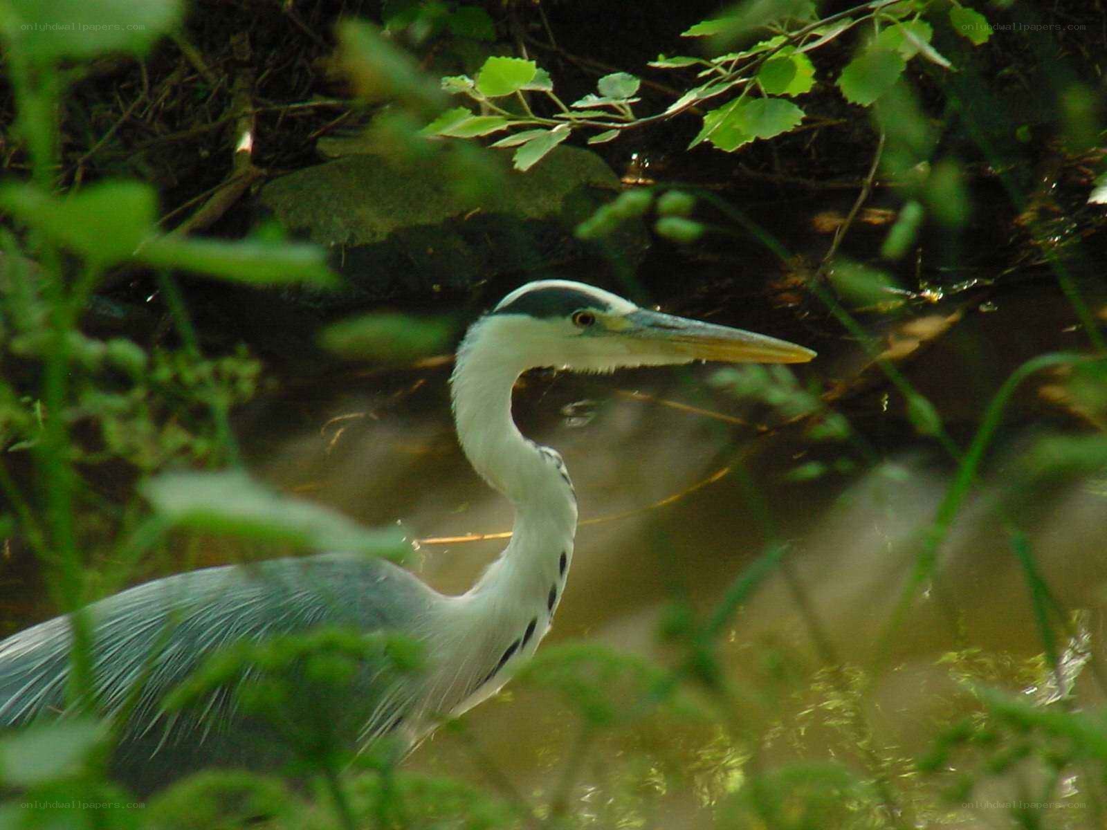 Heron in the reeds