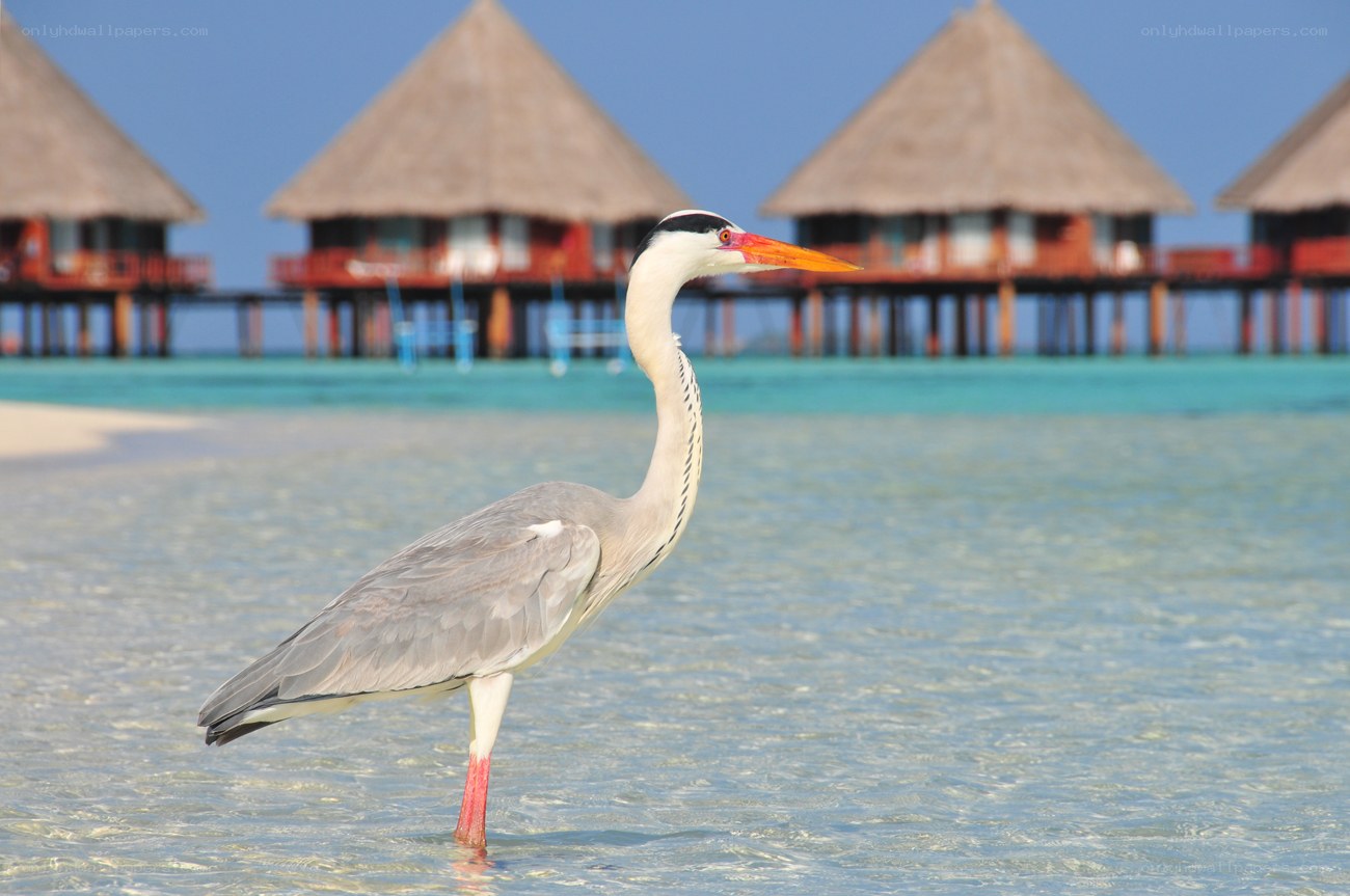 Heron in tropical waters
