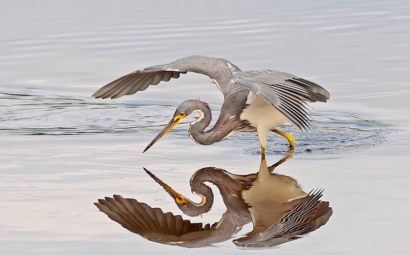 Heron in Water — Gray