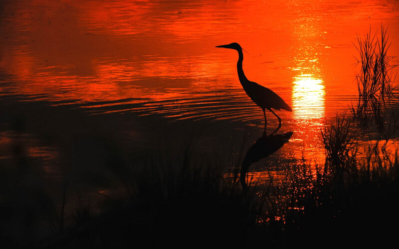 Heron in Water
