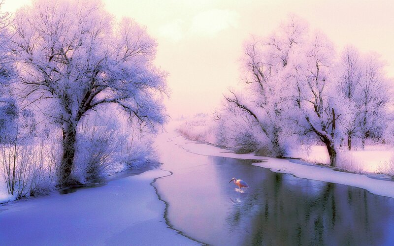 Heron in Winter River