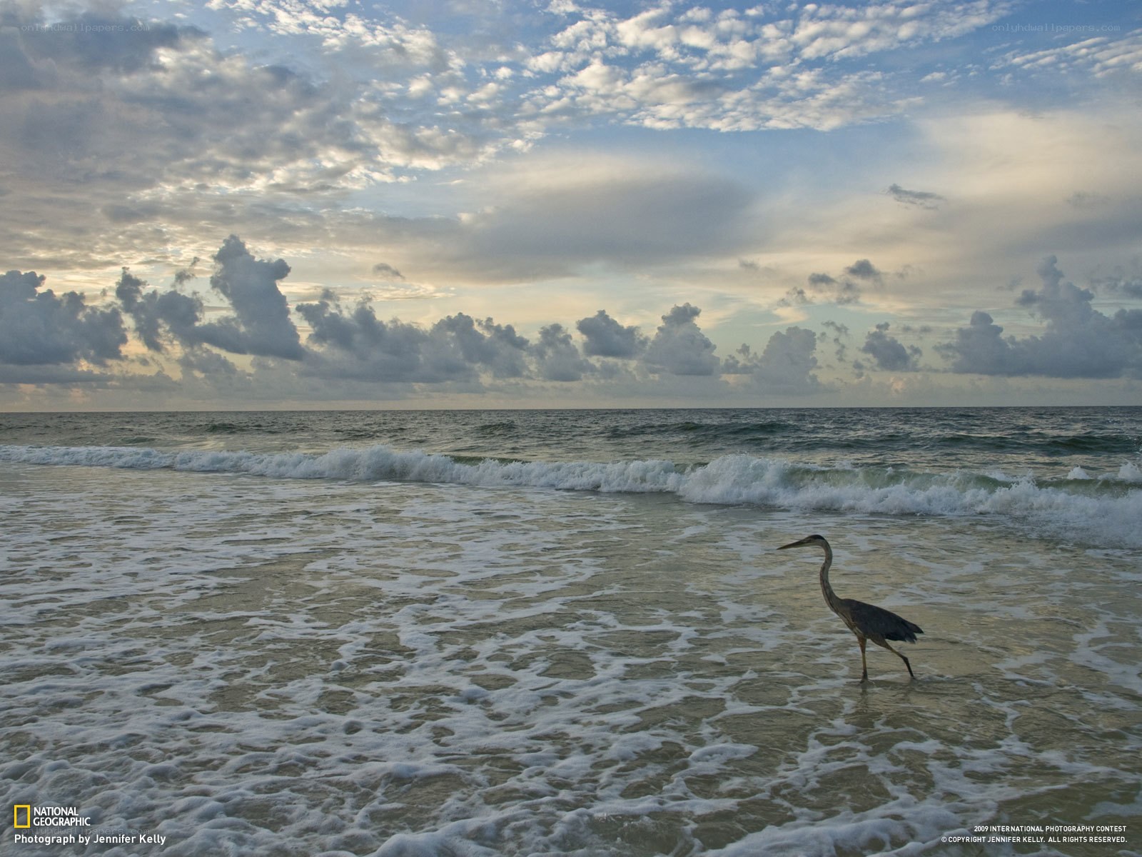 Heron on a beach at sunset