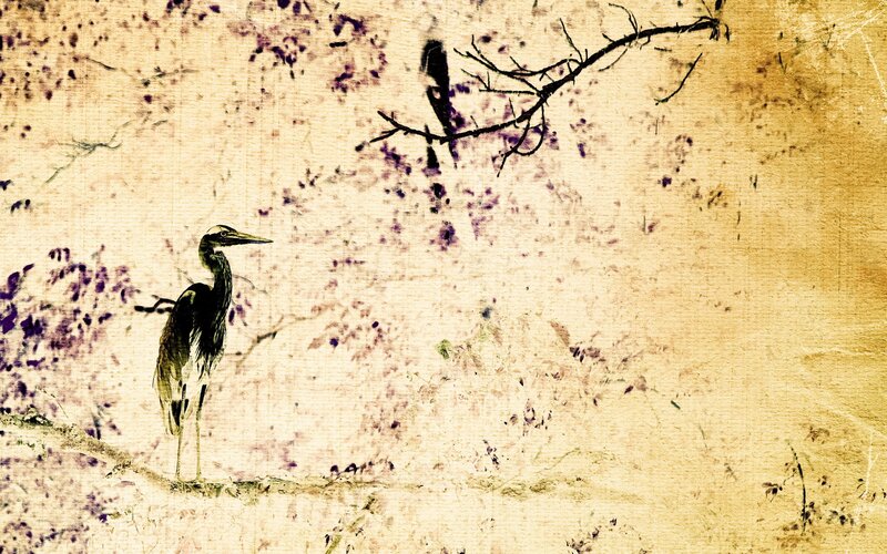 Heron on a branch