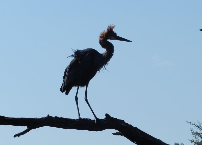 Heron on a Branch — Blue